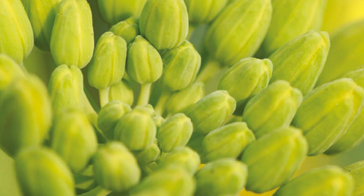 Sclerotinia closeup